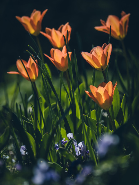 Világító tulipánok